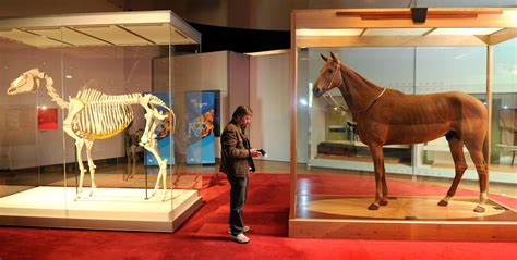 The art of living forever: Equine taxidermy | CNN