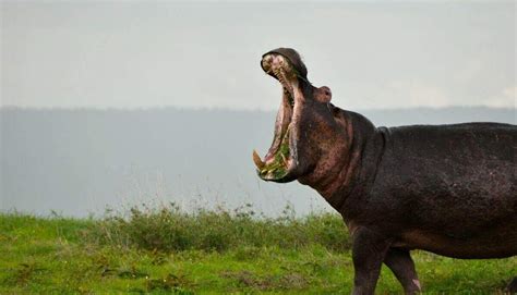 What Eats a Hippo? 5 Hippo Predators - Wild Explained