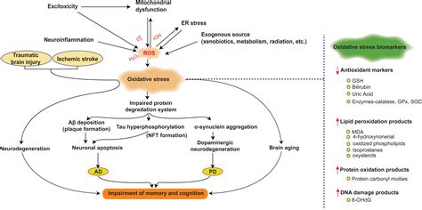 Frontiers | Neuroprotection Against Oxidative Stress: Phytochemicals Targeting TrkB Signaling ...