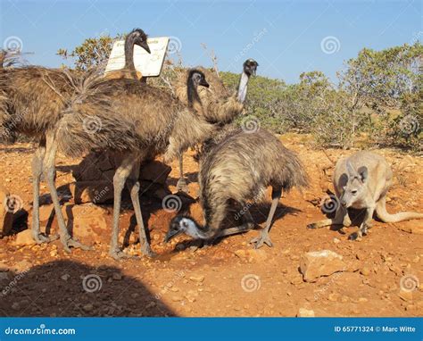 Kangaroo and Emus, Australia Stock Photo - Image of nature, cleland: 65771324