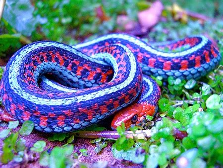 California Red-Sided Garter Snake - Coniferous Forest