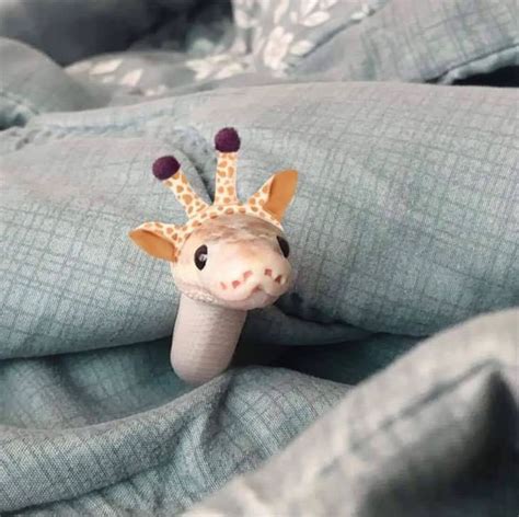 Adorable photos of 16 Snakes in Hats