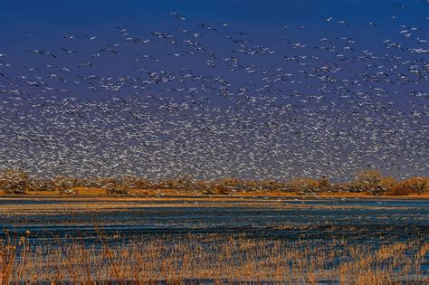 Bosque del Apache National Wildlife Refuge - William Horton Photography