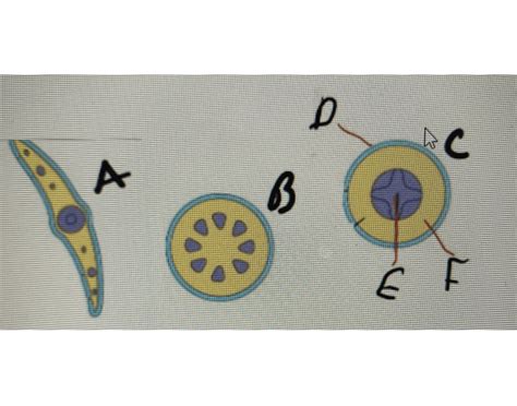 Tissue systems Quiz