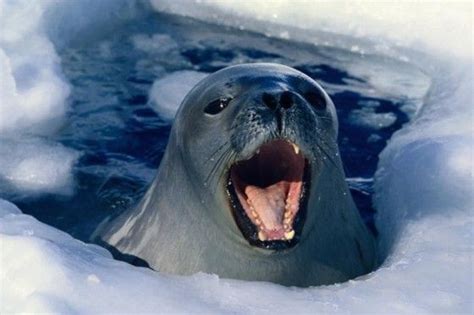 Antarctica, | Sea lion, Antarctica, Animals