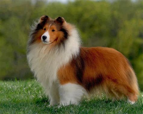 48 best Shelties & Collies images on Pinterest | Sheltie, Doggies and Collie