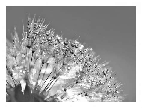 Dandelion Blowball Blossom Flower Free Stock Photo - Public Domain Pictures