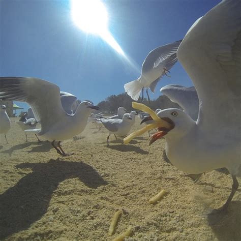 Dramatic photo of seagull eating hot chips - OC : r/pics