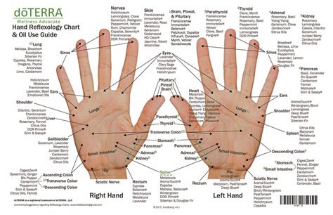 Hand & Foot Reflexology on Cardstock: 8.5x5.5 Sheet