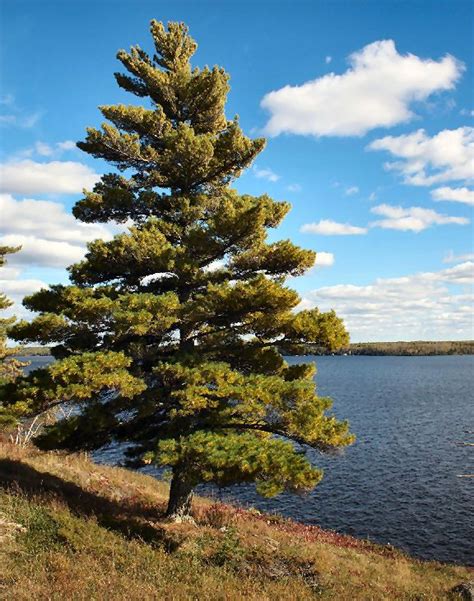 State Tree_Eastern White Pine | White pine tree, Landscape trees ...