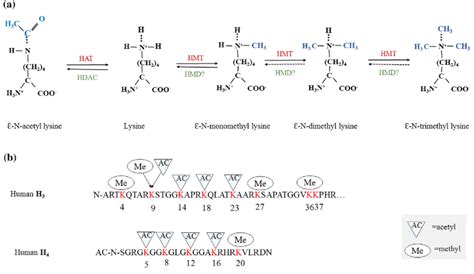 Histone methylation versus histone acetylation (Luger et al. 1997). (a ...