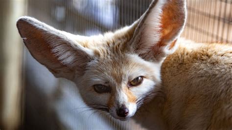 Fennec Fox Fact Sheet | Blog | Nature | PBS