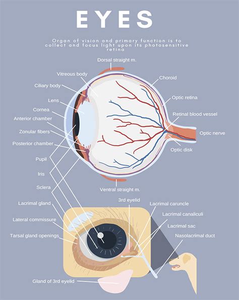 Eye (ocular) anomaly in dogs and cats | Symptoms & Causes