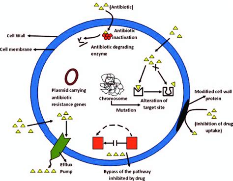 Mechanisms of antibiotic resistance. | Download Scientific Diagram