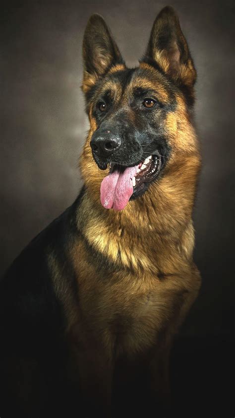 German Shepherd Dog Wallpapers - Top Free German Shepherd Dog ...