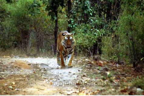 Mammals Gallery Rajaji National Park