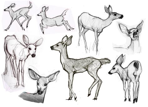 How to Draw Animals | FeltMagnet