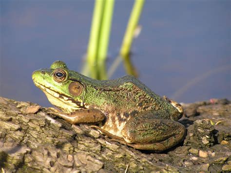 Boreal Chorus Frog - FrogWatch