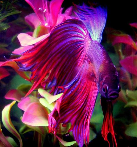 The Most Beautiful Betta Fish In The World Is So Good Looking He's The King Of The Sea