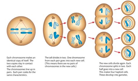 3.3 Meiosis - Biology 2016