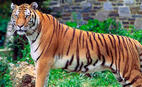 Tiger Escapes From Georgia Zoo After Tornado - All American Press