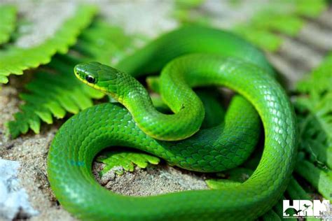 Smooth Green Snake - HRM