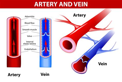 Leg Veins Pain, Problems & Treatment: Mequon, WI 53092