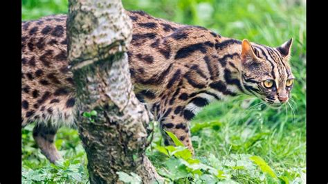 Asian Leopard Cat Growling - Chiang Mai - YouTube