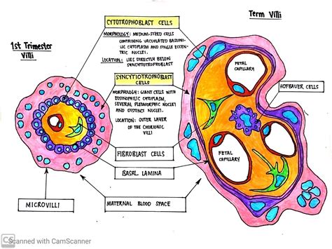 Cytotrophoblast and syncytiotrophoblast | Med student, Student, Map