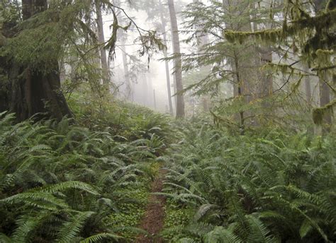 Oregon Coast Trail - Alchetron, The Free Social Encyclopedia