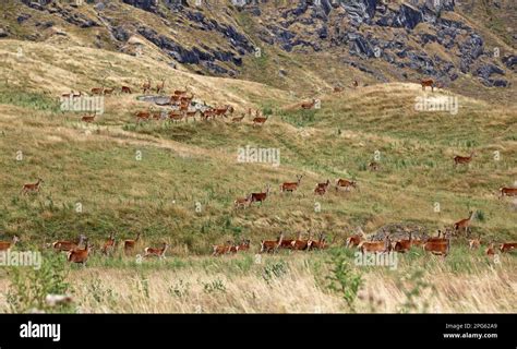 Red deer herd - New Zealand Stock Photo - Alamy