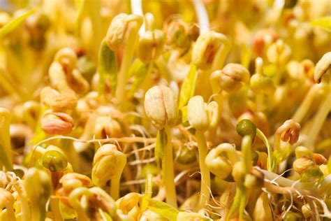 How to Grow Bean Sprouts the Right Way