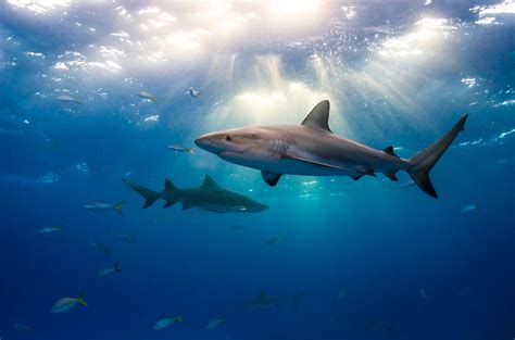 Shark Facts: Habitat, Behavior, Diet