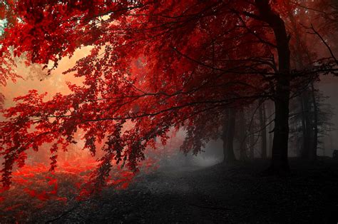 Red Forest 4K Wallpapers - Top Free Red Forest 4K Backgrounds - WallpaperAccess