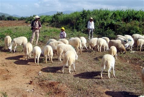 Central regions seek drought-resistant animals