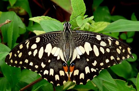 File:Common Lime Butterfly Papilio demoleus UP by Kadavoor.jpg - Wikimedia Commons