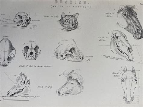 Animal Skull Anatomy