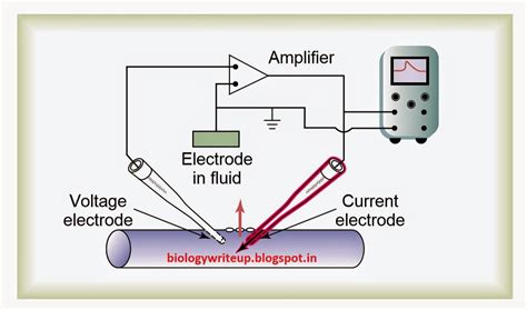 BIOLOGY WRITE-UP - BIOLOGY ARTICLES: VOLTAGE CLAMP or PATCH CLAMP: Research Method for Measuring ...