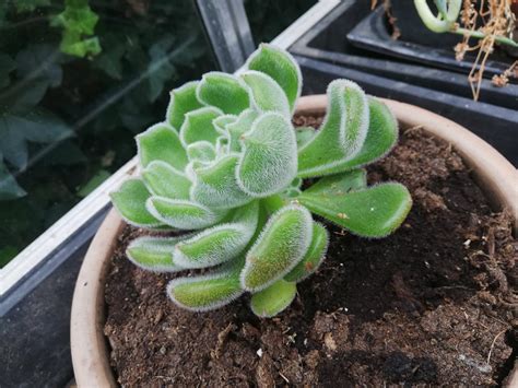 The only identification on the pot was 'Crassulaceae', it's fluffy and ...