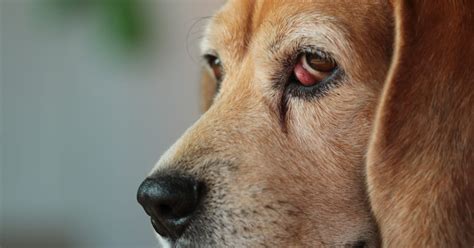 What Is Cherry Eye in Dogs? – Furtropolis