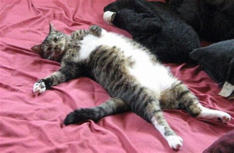 Relaxing Cat – 1Funny.com