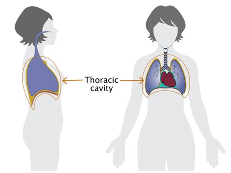 Thoracic cavity - Sequence Wiz