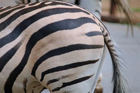 Buttocks Of Zebra Free Stock Photo - Public Domain Pictures