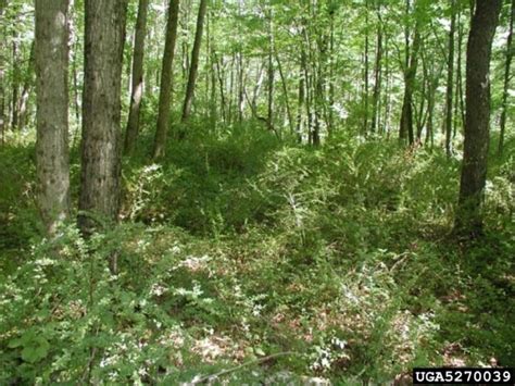 Barberry, Japanese | Vermont Invasives