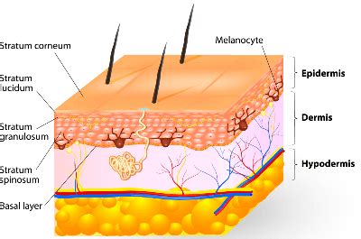 List of Skin Diseases and Conditions | Disabled World