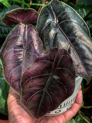 Alocasia azlanii - Plant Biotech