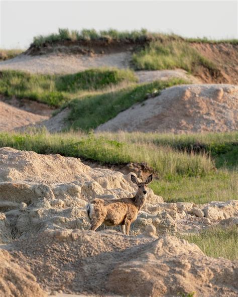 South Dakota Wildlife | South dakota travel, Wildlife, Travel south