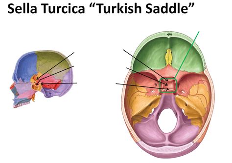 Sella Turcica Anatomy