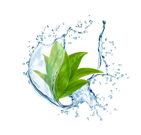 Green tea leaves in water splash, vector 23502913 Vector Art at Vecteezy