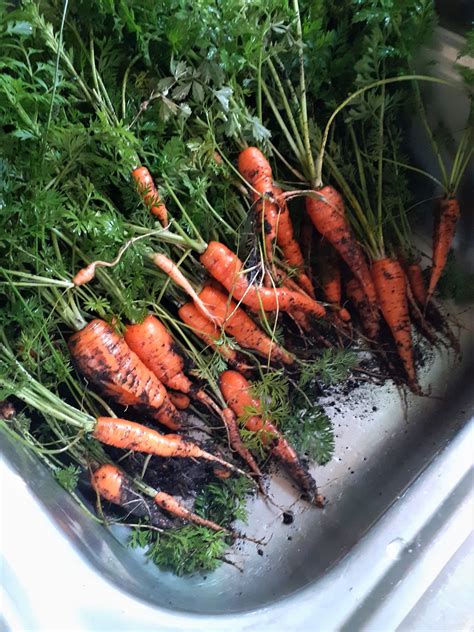 carrot harvest | Rural Transplant